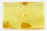 Fossil Wingless Scale Insect, Thrip, and Wasp in Baltic Amber #284647-1